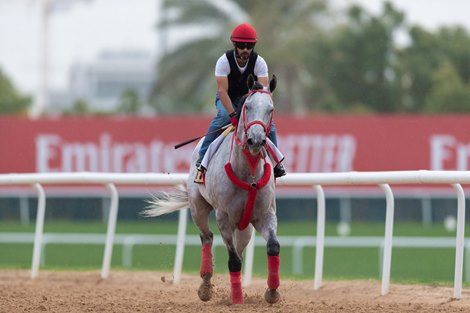 X Y Jet - Dubai, March 27, 2019