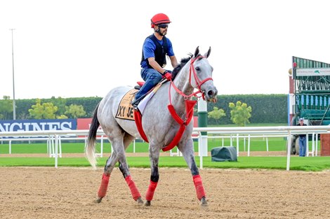 XY Jet, Dubai Golden Shaheen, World Cup 2019, Meydan, Dubai, UAE, 3-26-19