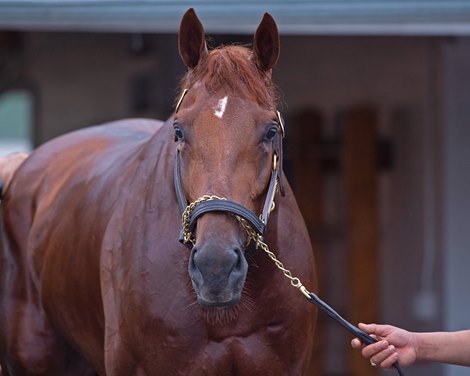 Plus Que Parfait. Morning scenes at Churchill Downs during Derby week 2019  April 26, 2019 in Louisville,  Ky. <br><br />

