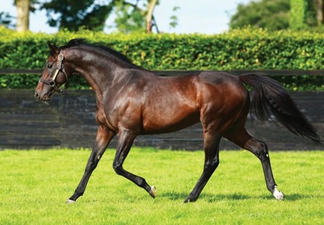 Camelot at Coolmore Ireland<br>

