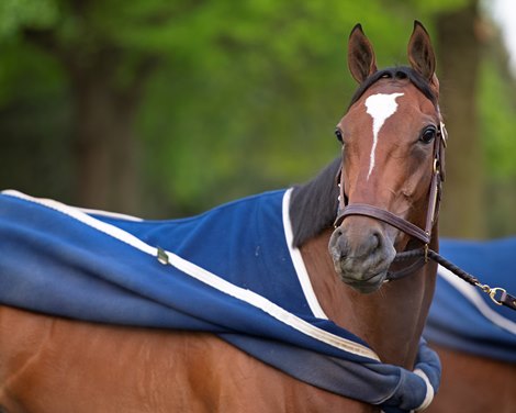 Newspaperofrecord. Morning scenes at Churchill Downs during Derby week 2019  April 29, 2019 in Louisville,  Ky. <br><br />
