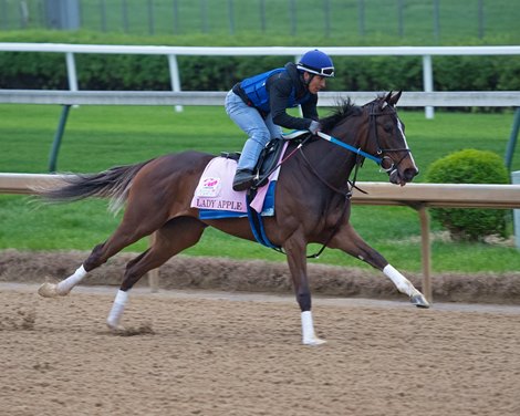 Lady Apple. Morning scenes at Churchill Downs during Derby week 2019  April 28, 2019 in Louisville,  Ky. <br><br />
