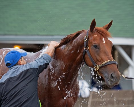 Plus Que Parfait. Morning scenes at Churchill Downs during Derby week 2019  April 26, 2019 in Louisville,  Ky. <br><br />
