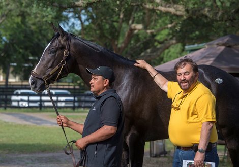 Hip 898  Liam’s Map- Amazement   Sold $1,200.000  @ OBS in Ocala Fl April 25 2019. with owner Ron Fine <br><br />

