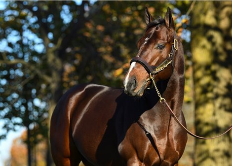 Bolt d&#39;Oro, shuttling to Spendthrift Australia in 2019