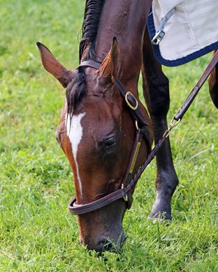 Newspaperofrecord grazing at Churchill Downs on May 2, 2019