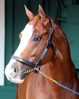 Improbable at Pimlico on May 17, 2019