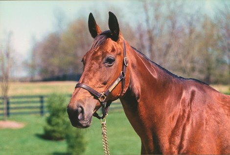 Height of Fashion, the dam of Nashwan