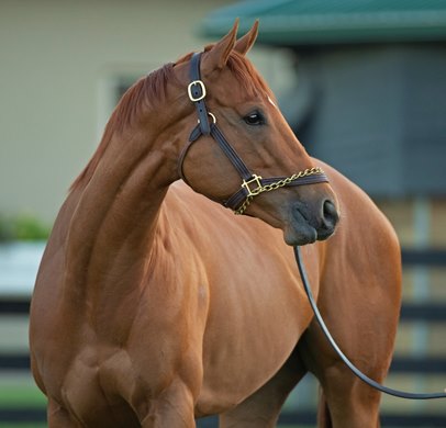 Morning walk with barn foreman Salbador Ceballos-Gomez. Monomoy Girl spends some time at WinStar Farm near Versailles, Ky. Before returning to training and the racetrack.  May 8, 2019 in Versailles,  Ky. <br><br />
