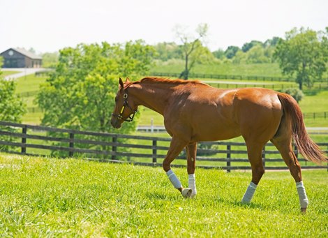 In a pasture for the first time on a hot afternoon. Monomoy Girl spends some time at WinStar Farm near Versailles, Ky. Before returning to training and the racetrack.  May 8, 2019 in Versailles,  Ky. <br><br />
