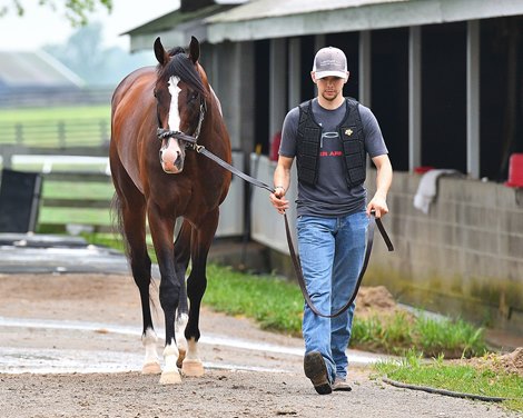 Walking at the barn. War of Will with David Carroll gallops at Keeneland as he preps for the Belmont Stakes May 31, 2019 in Lexington,  KY. <br><br />
