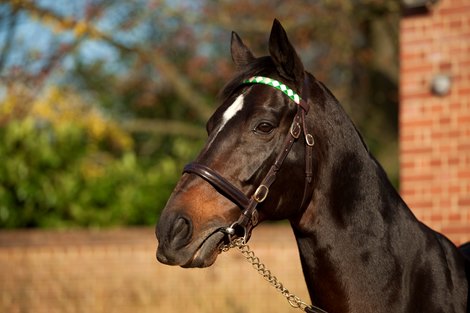 Dansili at Banstead Manor Stud<br><br />
Saxon Street, 22.11.12 Pic: Edward Whitaker