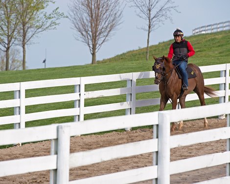 Halter says Distorted Humor—Foolish Cause, Paramount Sales….Wesley Ward horses at Keeneland on April 17, 2019 in Lexington,  Ky. <br><br />
NOTE: 2yos wear blinkers, older horses do not.