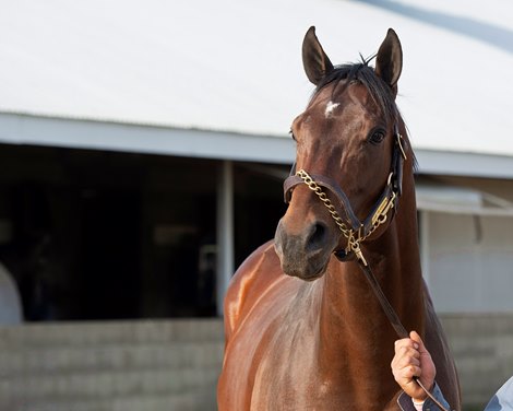 Bound for Nowhere. Wesley Ward horses at Keeneland on April 17, 2019 in Lexington,  Ky.  NOTE: 2yos wear blinkers, older horses do not.