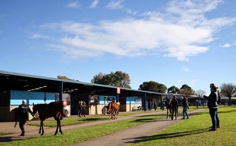 Scene at 2019 Inglis Great Southern Sale