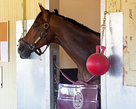 Catholic Boy<br><br />
Mornings at Belmont Park June 4, 2019 in Elmont,  NY. <br><br />
