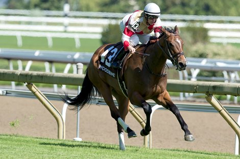 Toronto Ont.June 8, 2019 Woodbine Racetrack.Willaim D. Graham Memorial Stakes. Jockey Jesse Campbell guides Sister Peacock to victory in the $100,000 dollar Willam D. Graham Memorial at Woodbine.Sister Peacock is trained by Stuart Simon. michael burns photo