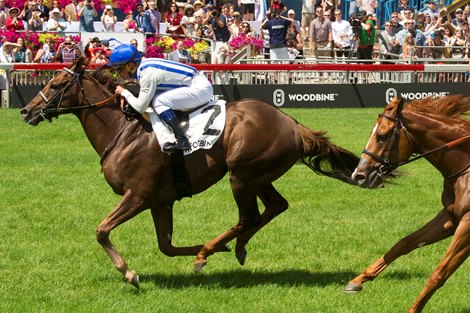 Jockey Javier Castellano guides Synchrony to victory in the $175,000 dollar King Edward Stakes for Pin Oak Stable and trainer Michael Stidham