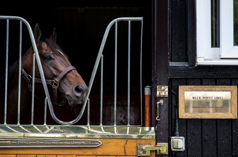 Champion sprinter Blue Point  at Dalham Hall Stud<br><br />
Newmarket 11.7.19 