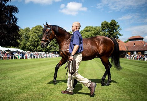 Dubawi is paraded at the Darley stallion parade at Dalham Hall Stud Newmarket 11.7.19