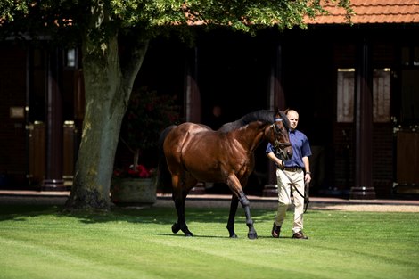 Dubawi is paraded at the Darley stallion parade at Dalham Hall Stud<br><br />
Newmarket 11.7.19 