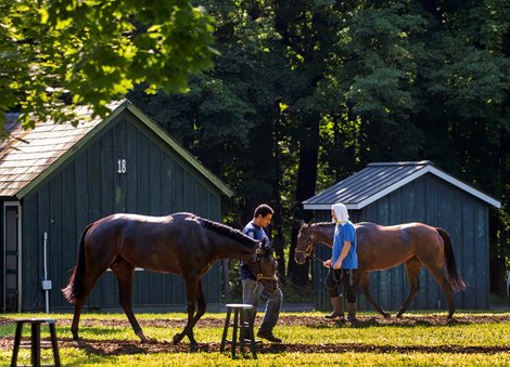 Insurance Trainer NYRA Trainers' Insurance Legislation Signed Into law - BloodHorse