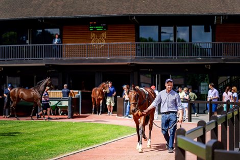 Scene at 2019 Arqana Summer Sale