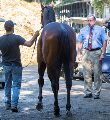 Scott Palmer DVM does a race day inspection of a horse in the Servis Racing Stable