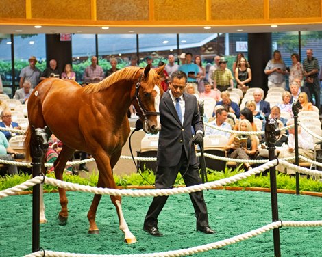 Hip 134 colt by Curlin out of Taris consigned by Hill n Dale  Fasig-Tipton Saratoga sale on Aug. 6, 2019 in Saratoga Springs, N.Y. 