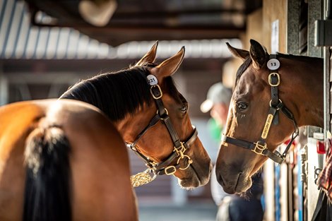 Scene at 2019 Goffs UK Premier Yearling Sale