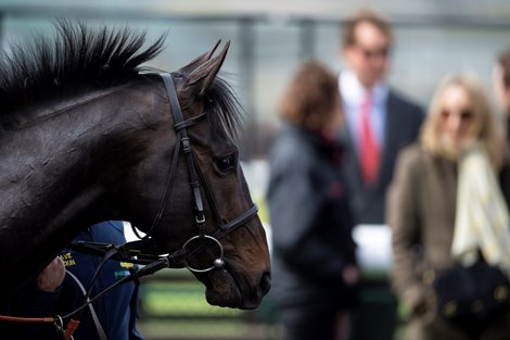 Elarqam is led round the pre-parade ring ahead of a racecourse gallop<br><br />
Newmarket 17.4.18