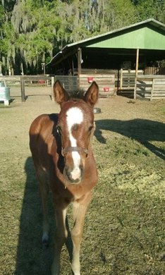 Chance It as a foal in 2017