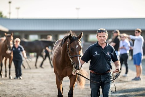 Scene at 2019 Goffs UK Premier Yearling Sale