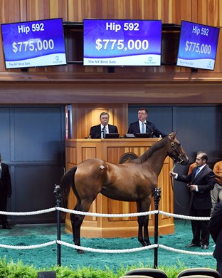 Hip 592 at 2019 Fasig-Tipton Saratoga New York-Bred Sale