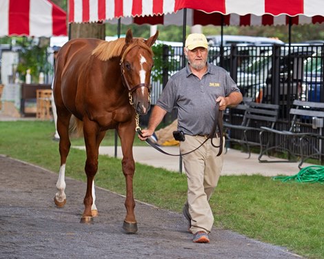 Hip 174 colt by Curlin from America at Stone Farm. Fasig-Tipton Saratoga sale scenes on Aug. 3, 2019 in Saratoga Springs, N.Y. 