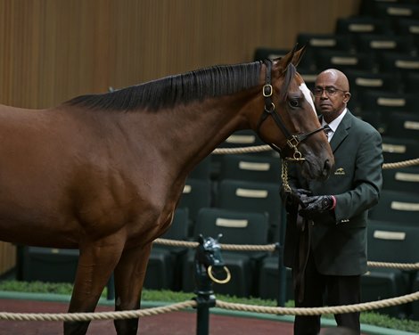 The Curlin filly consigned as Hip 368 at Denali Stud’s consignment to the Keeneland September Sale