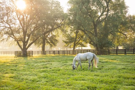 Spendthrift Farm 2019