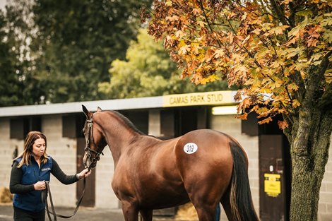 A yearling is shown to potential buyers ahead of the Goffs Orby Yearling Sale 