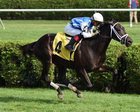 No Word wins 2019 Maiden at Saratoga