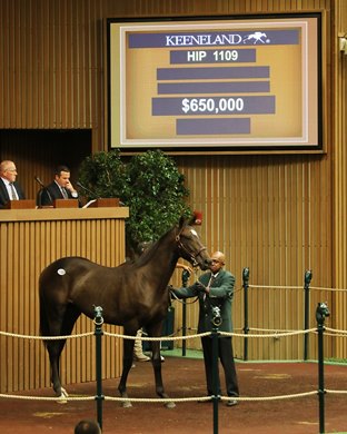 Hip 1109,  Sold by Don Robinson,2019 Keeneland September Sale 