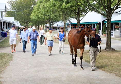 Hip 498, 2019 Keeneland September Sale