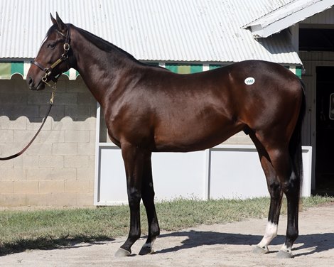 Hip 1941, 2019 Keeneland September Sale