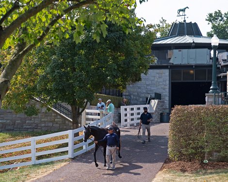 scene<br><br />
at Keeneland September sale.