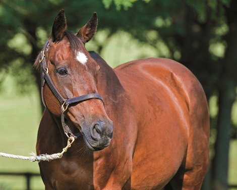 Broodmare of the Year Leslie&#39;s Lady with her 2017 Medaglia d&#39;Oro colt at Nancy and Fred Mitchell&#39;s Clarkland Farm near Lexington, Ky. July 3, 2017 in Lexington, Kentucky. 