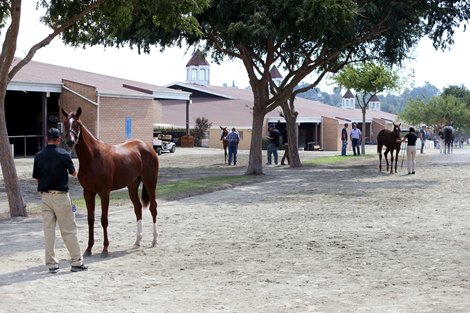 Fasig-Tipton Fall Yearlings Sale scenes, Fairplex, Pomona, CA 9.25.2019.