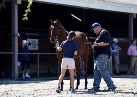 Fasig-Tipton Fall Yearlings Sale scenes, Fairplex, Pomona, CA 9.25.2019.