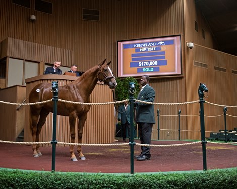 Hip 2617<br><br />
at Keeneland.