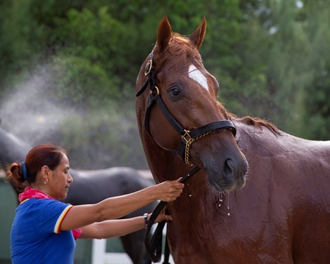 Math Wizard - Gulfstream Park - October 26, 2019