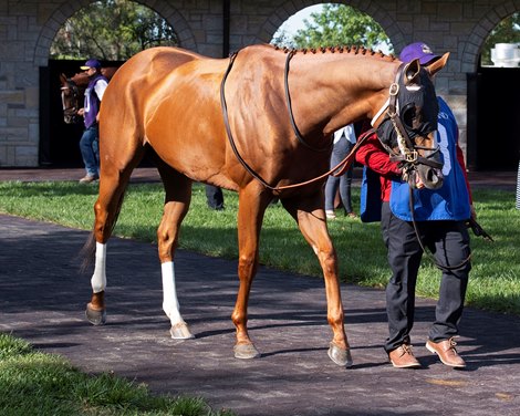 Whitmore in the Stoll Keenon Ogden Phoenix (G3)  at Keeneland on Oct. 4, 2019 Keeneland in Lexington, Ky. 