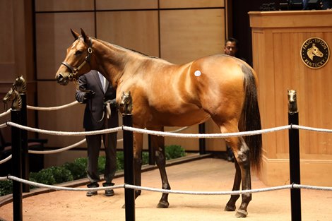 Hip 1503,  2019 Fasig-Tipton October Sale